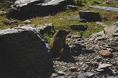22 Una marmotta nella Val Cerviera